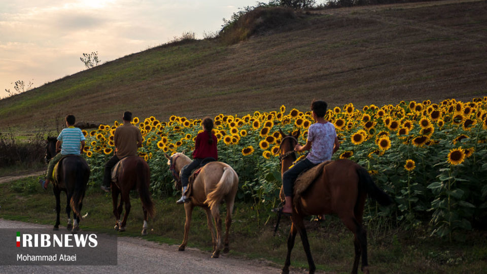 مزرعه گل آفتاب گردان 