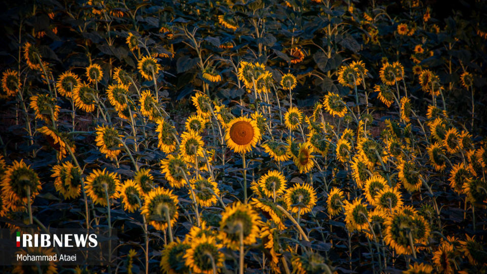 مزرعه گل آفتاب گردان 