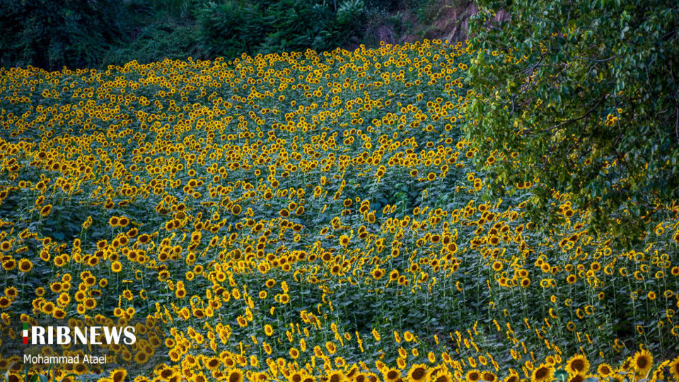 مزرعه گل آفتاب گردان 