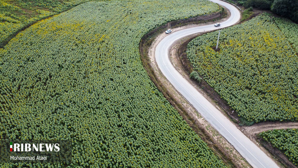 مزرعه گل آفتاب گردان 