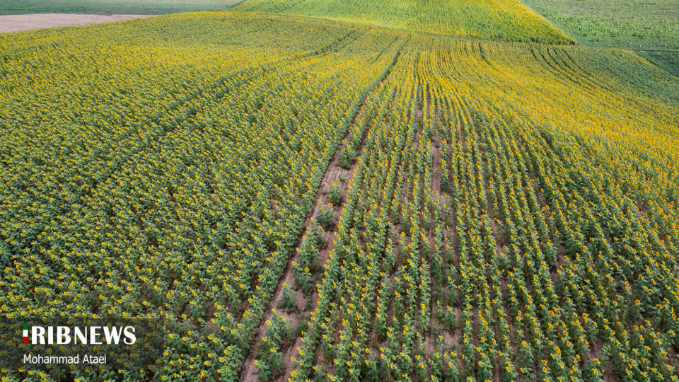 مزرعه گل آفتاب گردان 