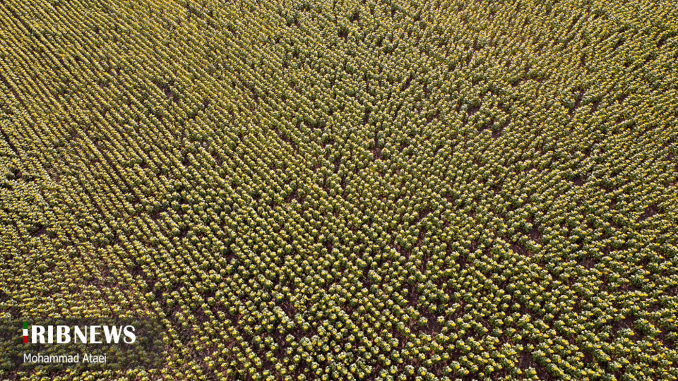 مزرعه گل آفتاب گردان 