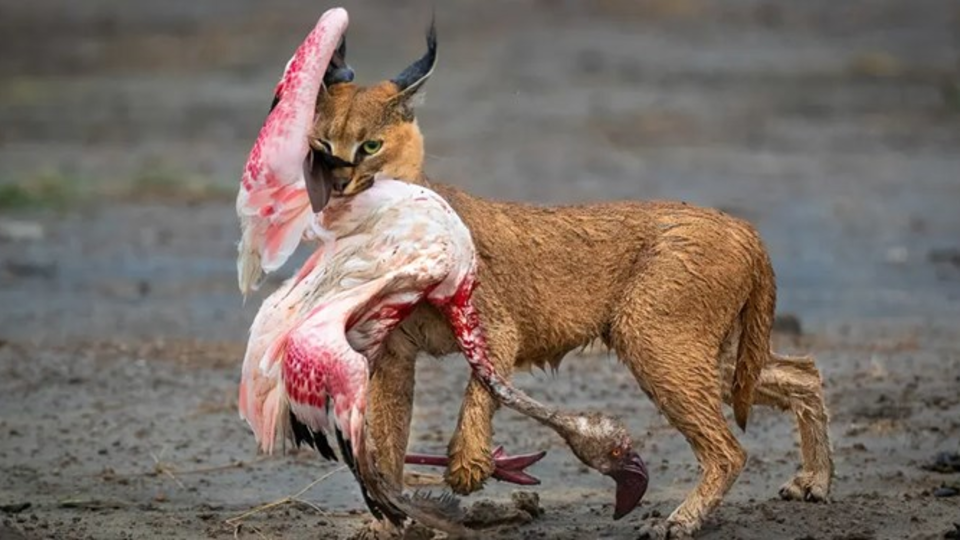 عکس‌های شگفت‌انگیز حیات وحش ۲۰۲۲/برترین‌های دنیا مشخص شدند+عکس