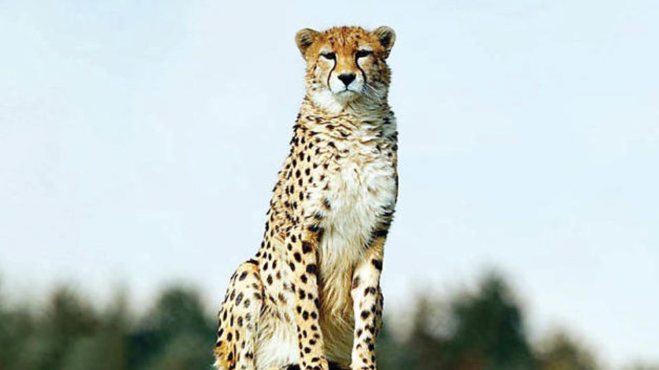 ۳۰میلیارد تومان اعتبار برای روشنایی محدوده عبور یوز نیاز است