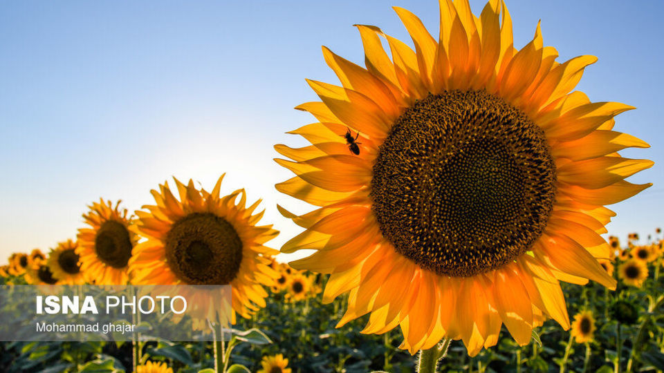 گلیداغ دشت گل‌های آفتابگردان