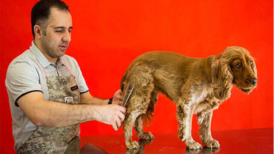 از مهدکودک سگ‌های خانگی تا روانشناس سگ‌های افسرده!