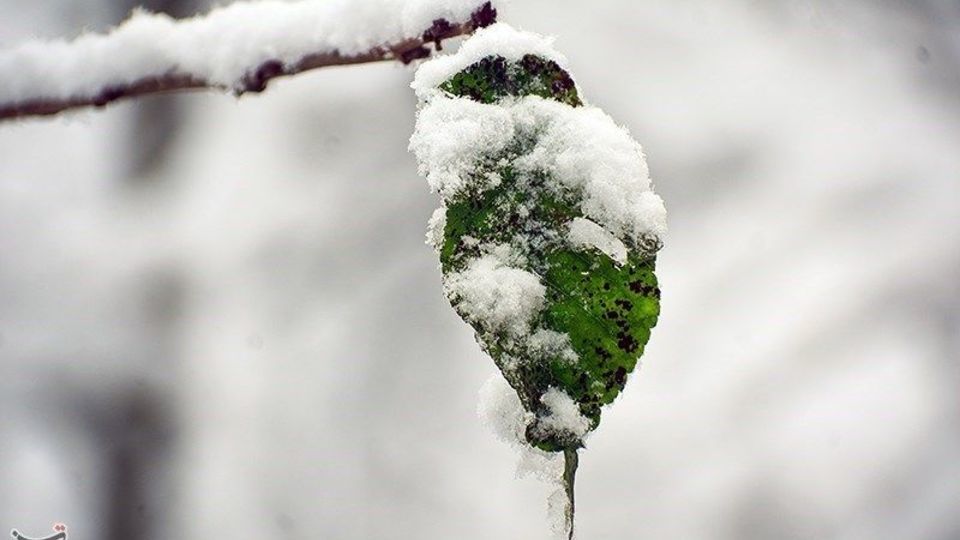  بارش برف در ارتفاعات گیلان 