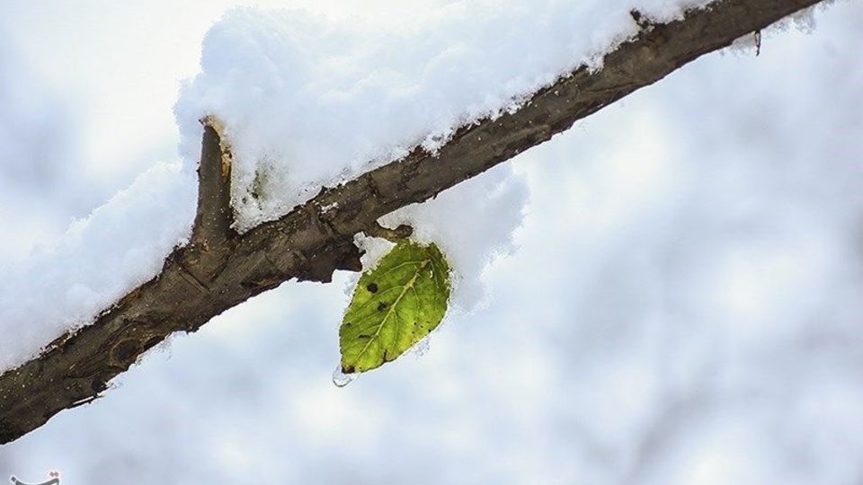 بارش برف در ارتفاعات گیلان 
