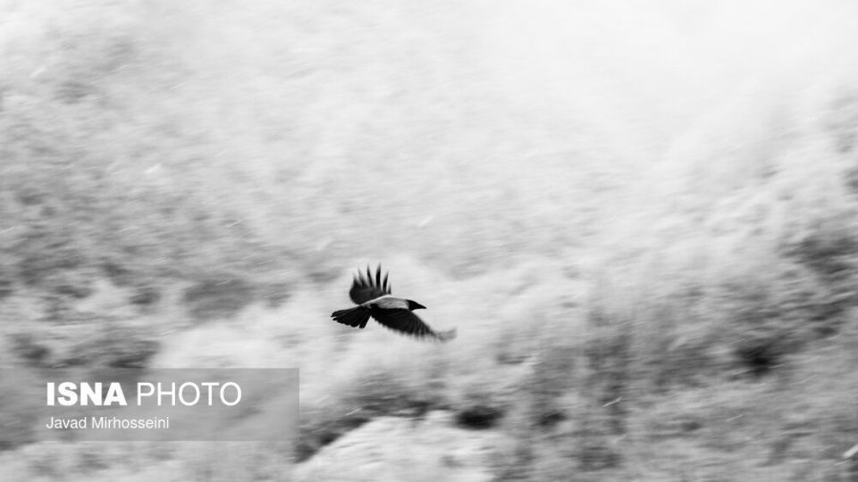 سفید پوش شدن ارتفاعات گیلان