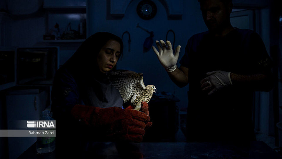 بیمارستان حیوانات