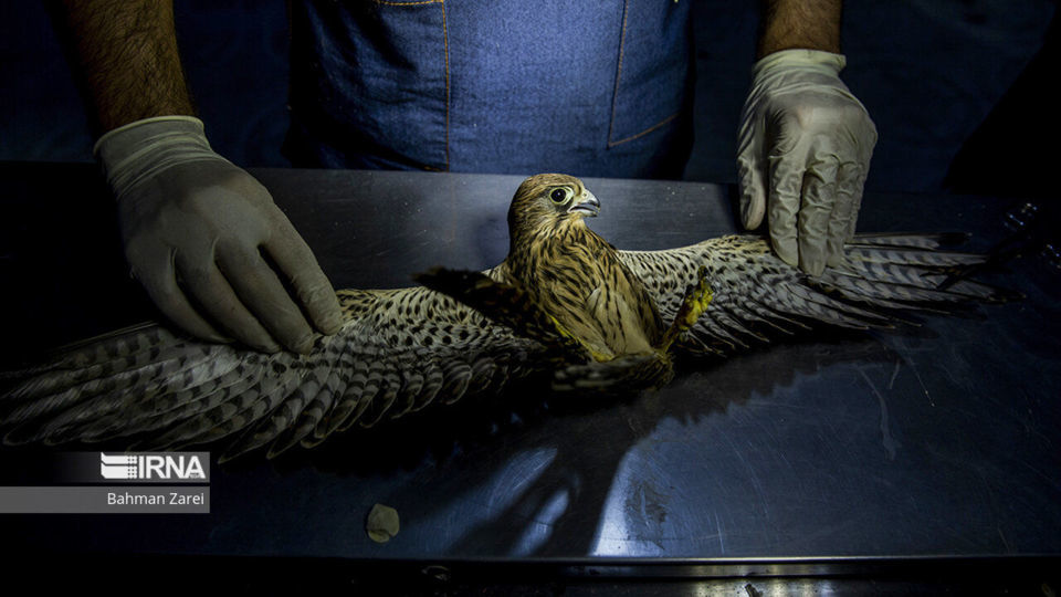 بیمارستان حیوانات