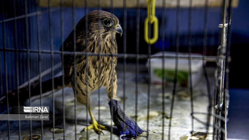 بیمارستان حیوانات