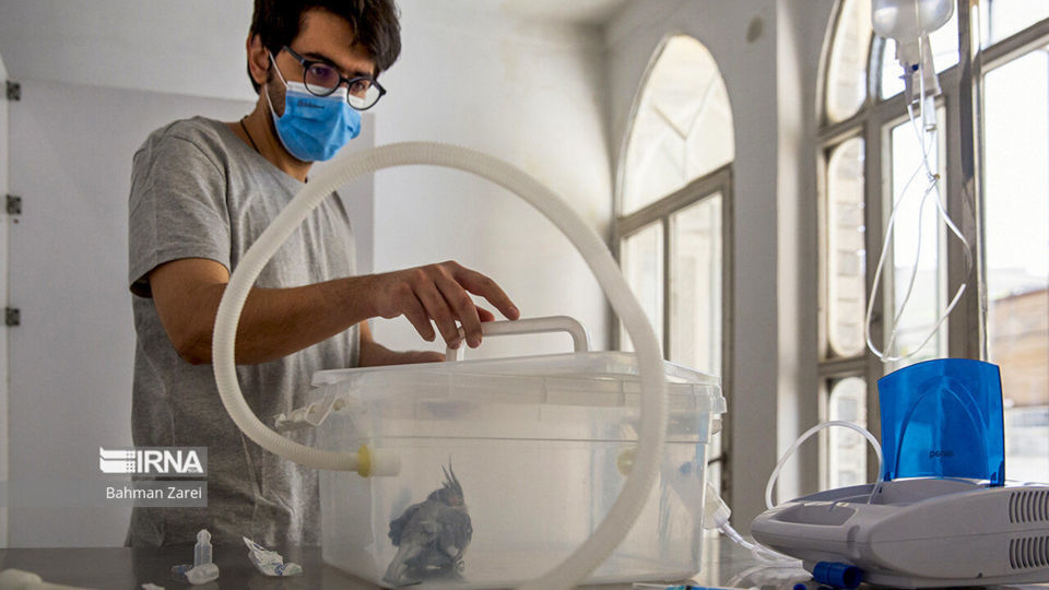 بیمارستان حیوانات