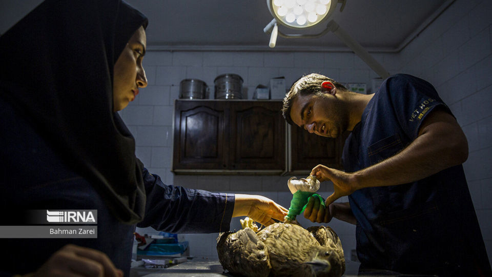 بیمارستان حیوانات