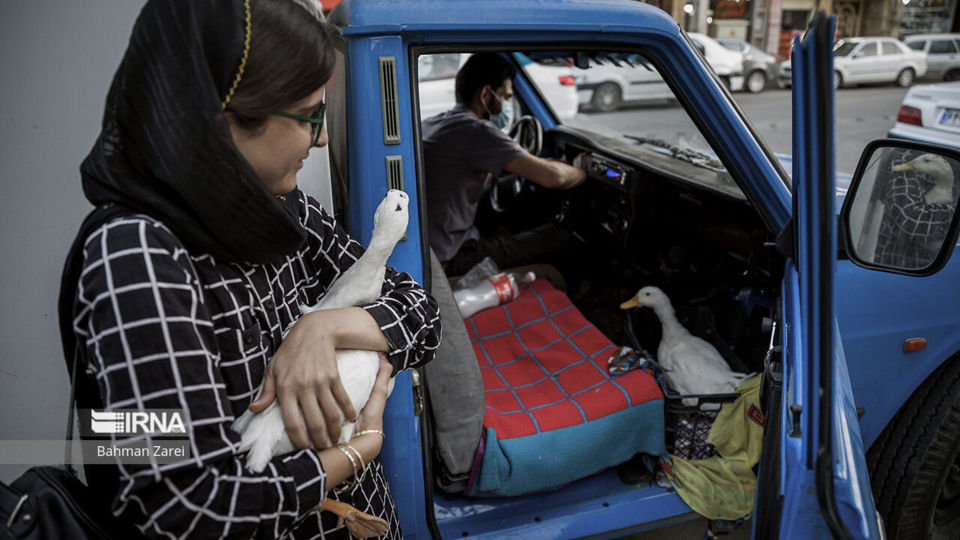 بیمارستان حیوانات