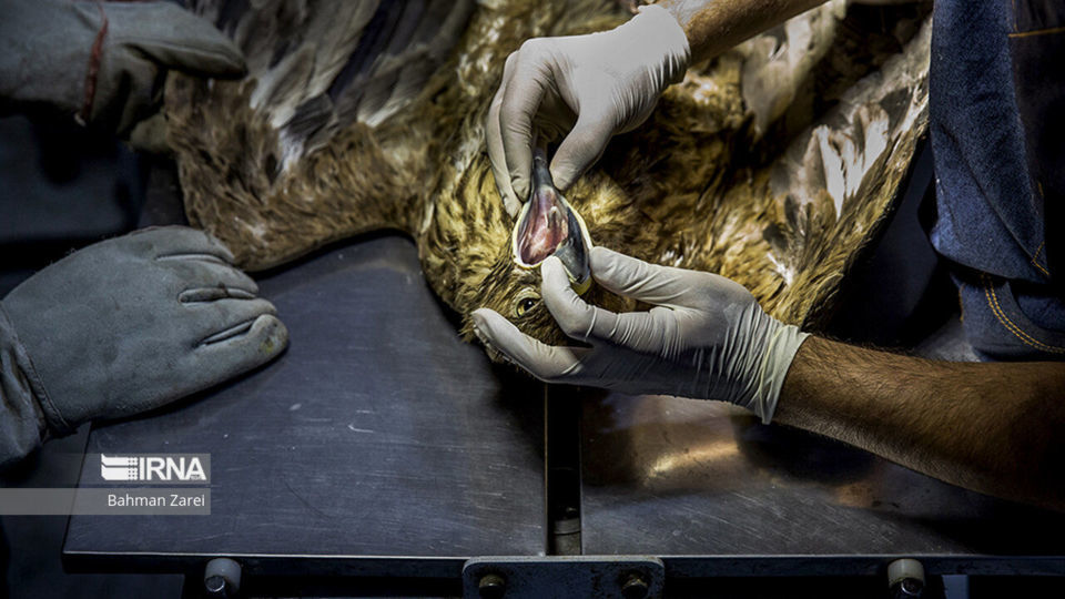 بیمارستان حیوانات