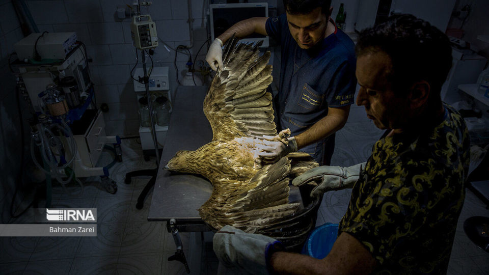 بیمارستان حیوانات