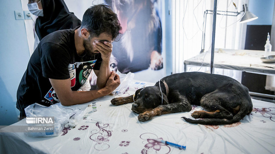 بیمارستان حیوانات