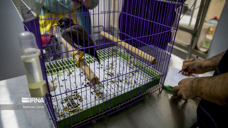 بیمارستان حیوانات