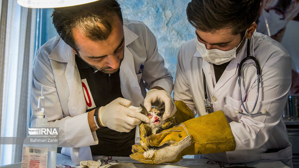 بیمارستان حیوانات