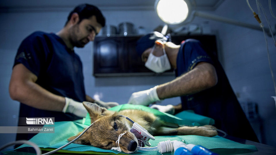 بیمارستان حیوانات