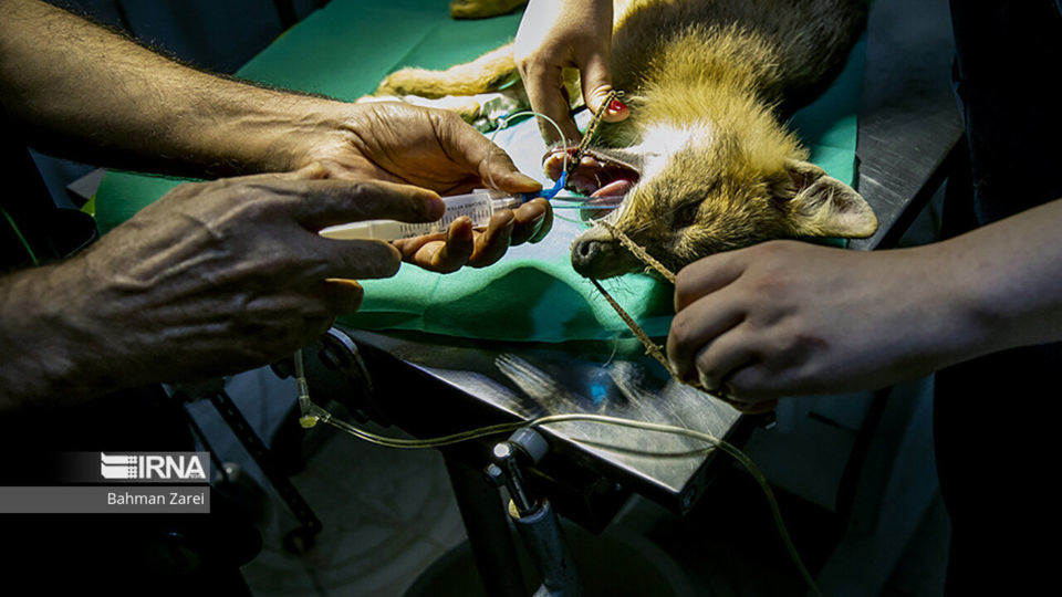 بیمارستان حیوانات