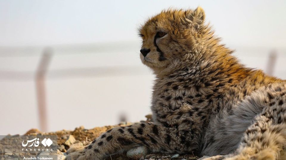 ۹ ماهگی پیروز، یوزپلنگ ایرانی