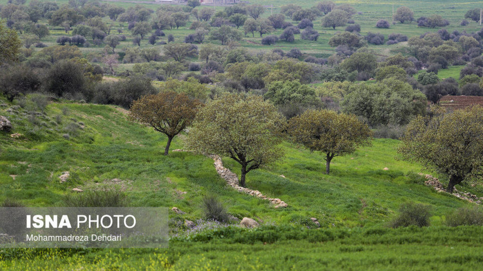زمستان بَهاری در فارس