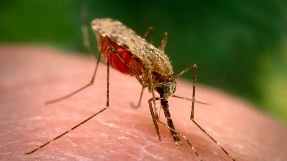 جولان مالاریا در سیستان و بلوچستان/شناسایی ۱۳۳ مبتلا