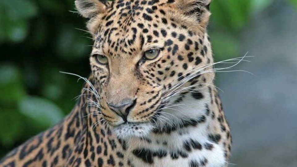 ثبت تصاویری نادر از لحظه شکار یک بز کوهی توسط پلنگ ایرانی ثبت تصاویری نادر از لحظه شکار یک بز کوهی توسط پلنگ ایرانی