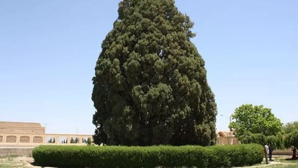 گونههای آلرژیزایی که زینتبخش فضای شهری شدهاند گونههای آلرژیزایی که زینتبخش فضای شهری شدهاند