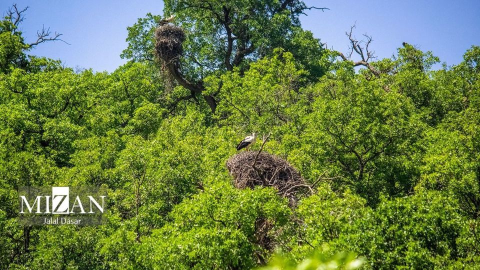 لک لک‌های دریاچه زریوار