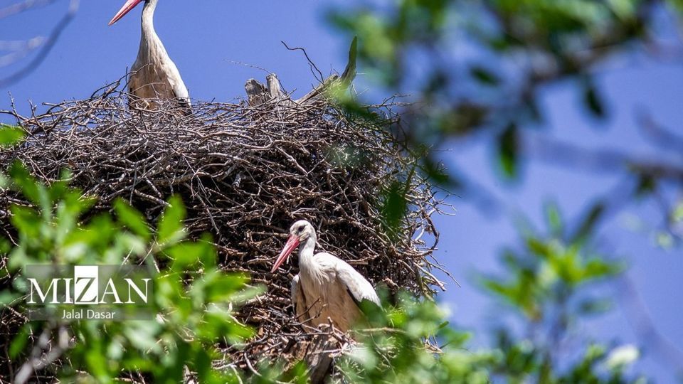 لک لک‌های دریاچه زریوار