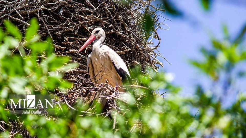 لک لک‌های دریاچه زریوار