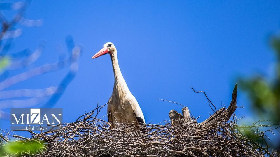 لک لک‌های دریاچه زریوار