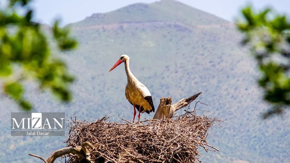 لک لک‌های دریاچه زریوار