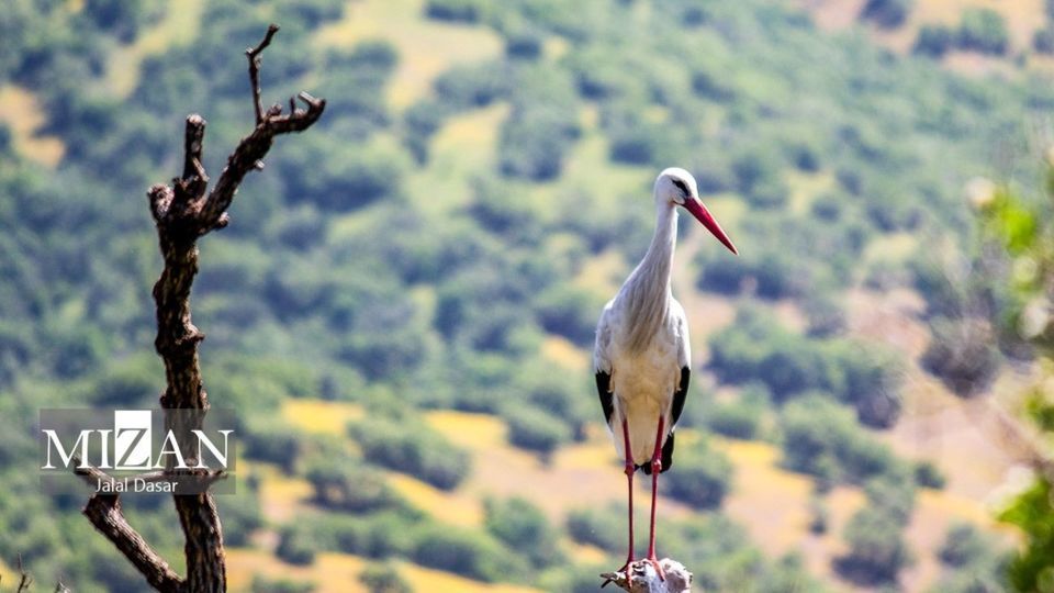 لک لک‌های دریاچه زریوار