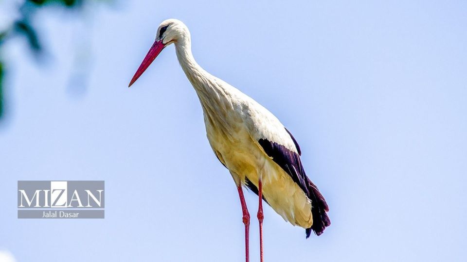 لک لک‌های دریاچه زریوار