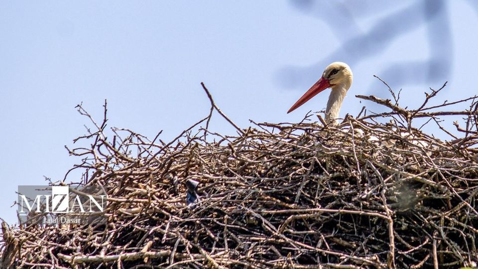 لک لک‌های دریاچه زریوار