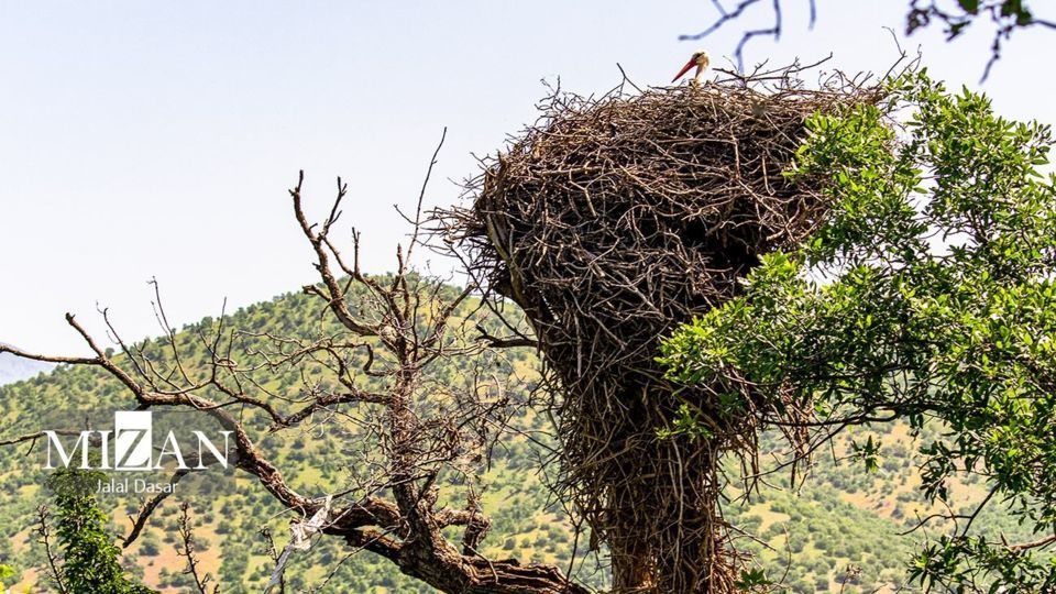 لک لک‌های دریاچه زریوار