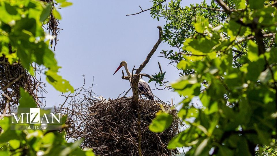 لک لک‌های دریاچه زریوار