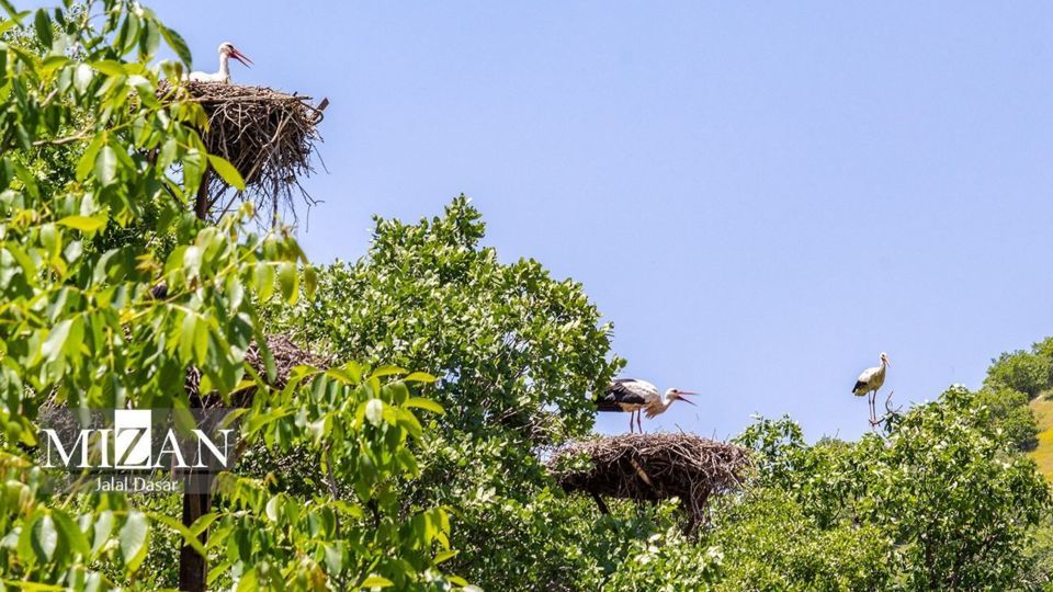 لک لک‌های دریاچه زریوار