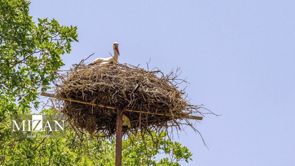 لک لک‌های دریاچه زریوار