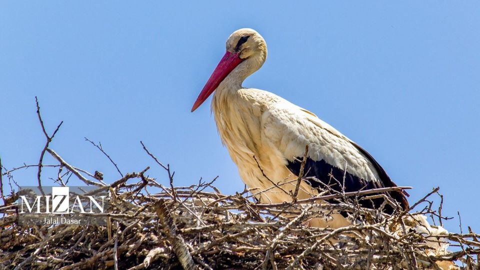 لک لک‌های دریاچه زریوار