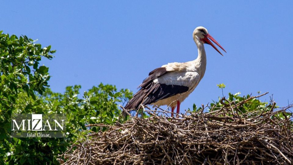 لک لک‌های دریاچه زریوار