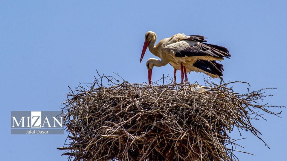 لک لک‌های دریاچه زریوار