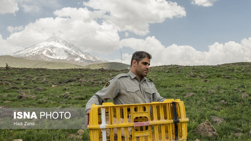 آزادسازی پرندگان در پارک ملی لار