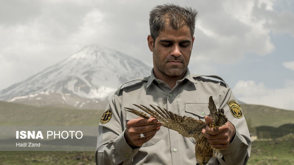 آزادسازی پرندگان در پارک ملی لار