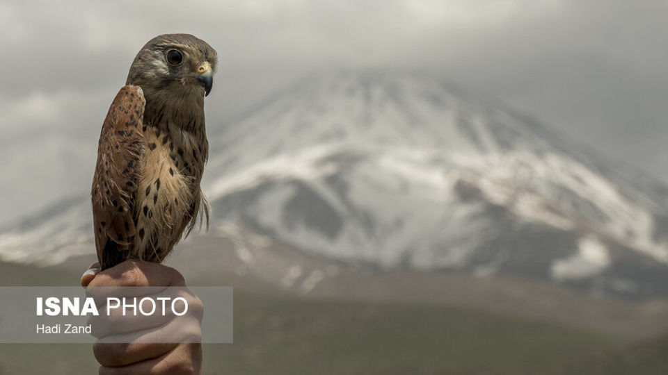 آزادسازی پرندگان در پارک ملی لار
