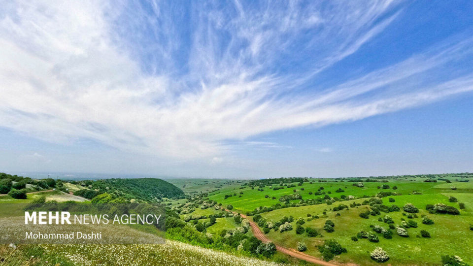 دشت بابونه